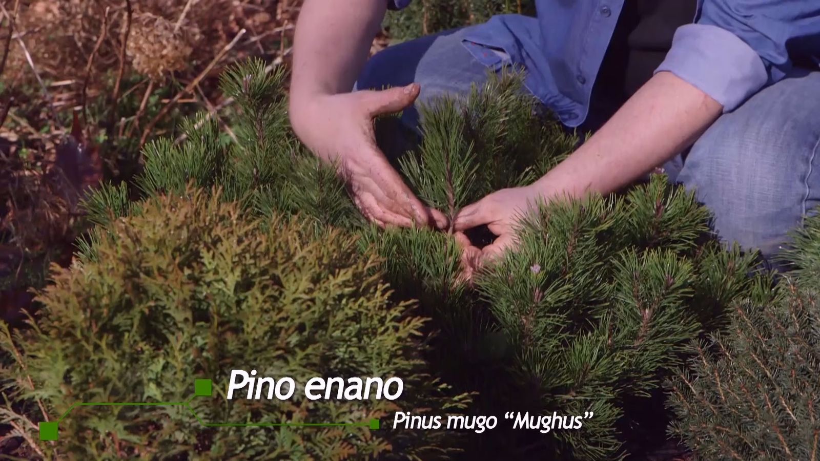 brico 939 3 coniferas forma esferica pinus mugo mughus brico 939 3 coniferas forma esferica pinus mugo mughus