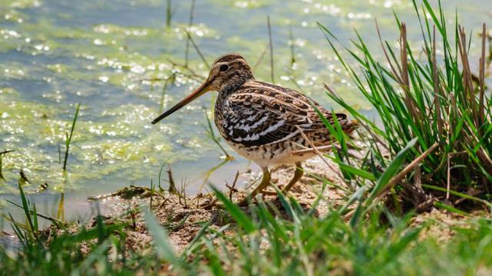 aves playeras especies agachadiza real record mundial velocidad larga distancia sin paradas aves playeras especies agachadiza real record mundial velocidad larga distancia sin paradas