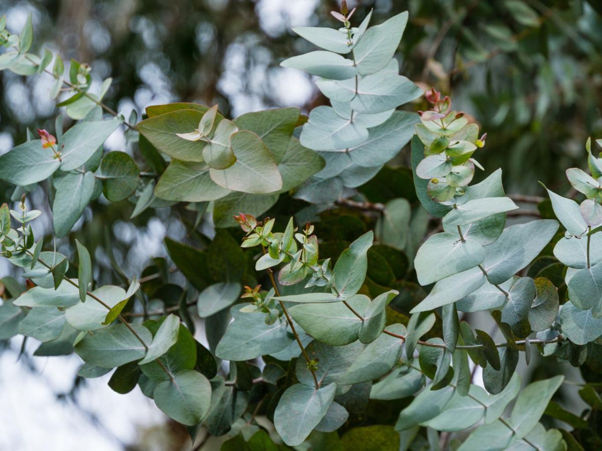 Planta de eucalipto.