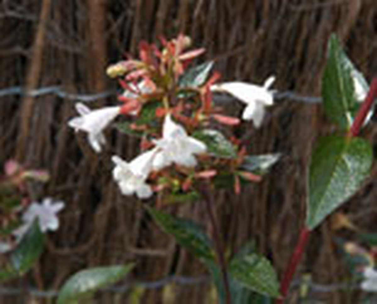 plant seto abelias p05