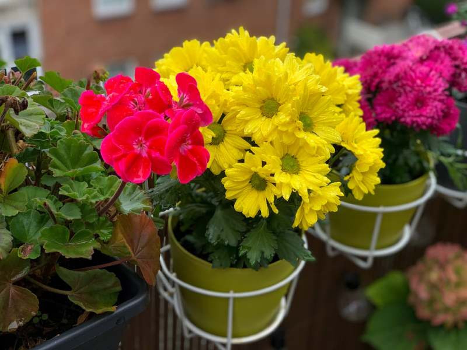 Chrysanthemum spp Chrysanthemum spp