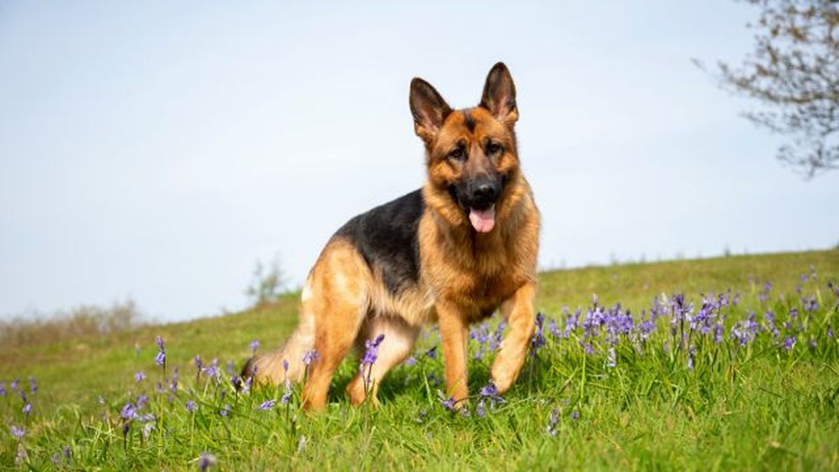 razas de perros favoritas de los espanoles 1