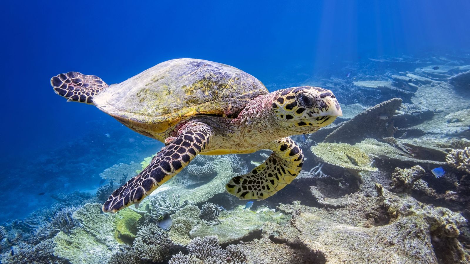 Las tortugas marinas son conocidas por sus largas migraciones a través de los océanos Las tortugas marinas son conocidas por sus largas migraciones a través de los océanos