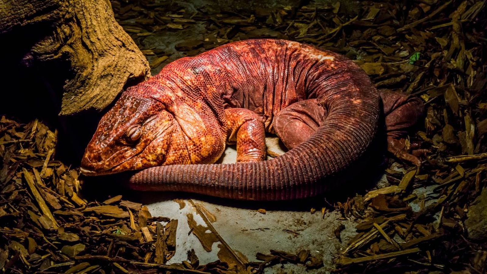 tegu rojo xl