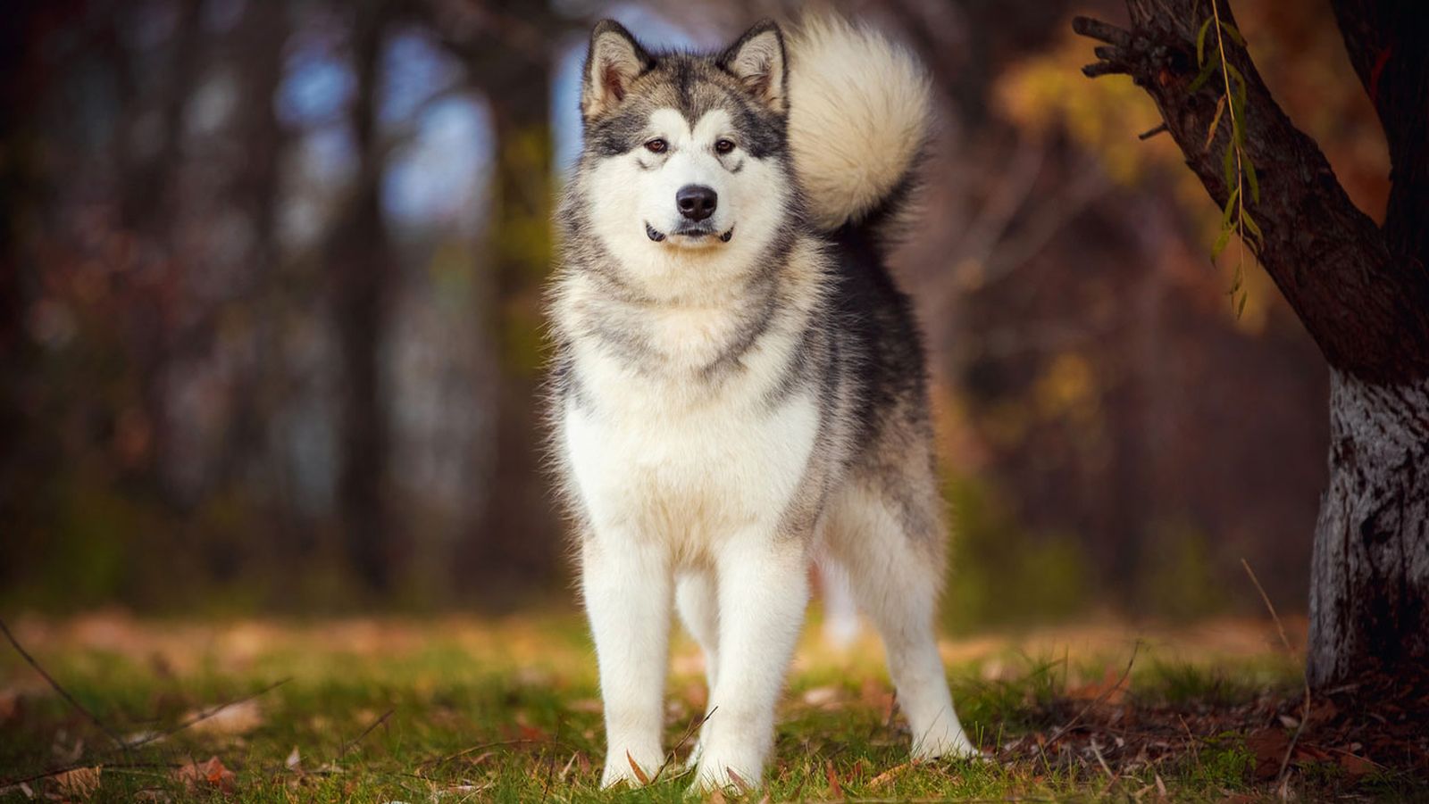 alaskan malamute alaskan malamute