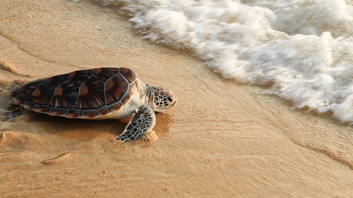 La temporada de anidación de las tirtugas se da en pleno verano