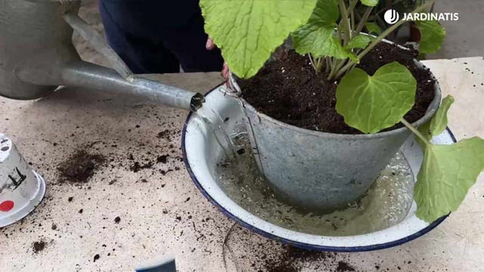 humedad planta de wasabi jardinatis 22 21 humedad planta de wasabi jardinatis 22 21