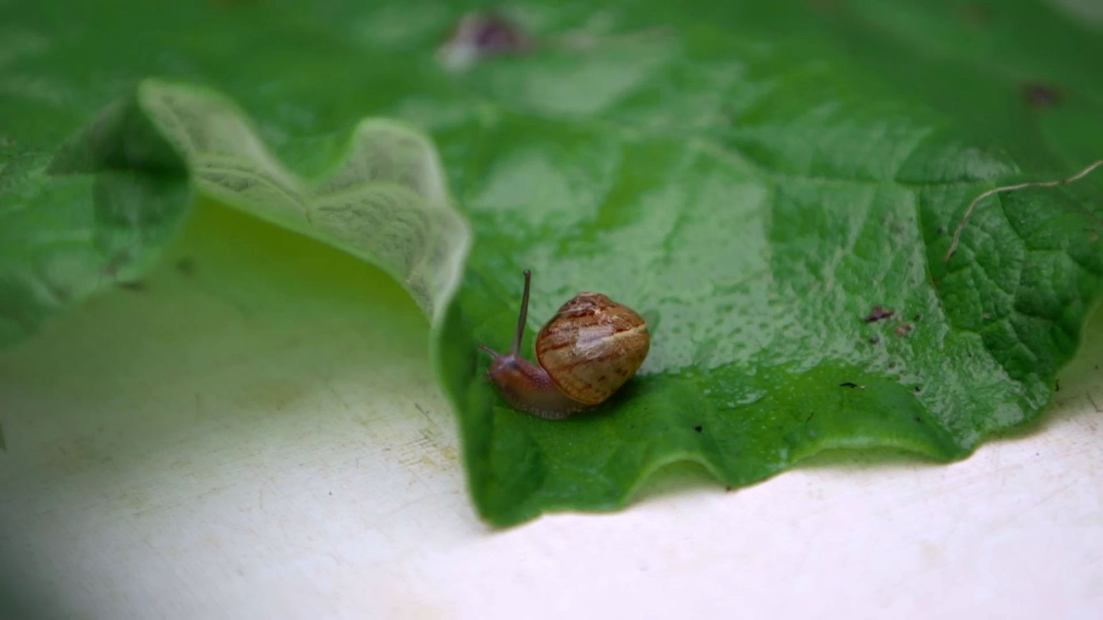 bBrico 953 3 cinta cobre plaga caracoles hostas caracoles pequenos bBrico 953 3 cinta cobre plaga caracoles hostas caracoles pequenos