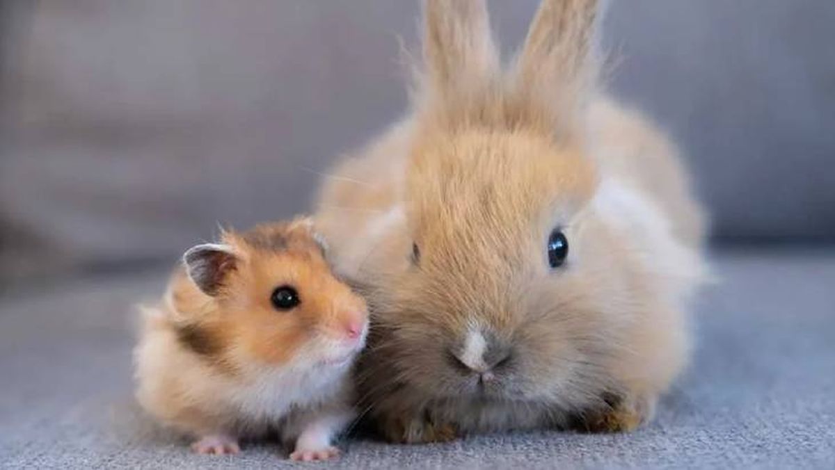 los hamsters se pueden banar 5 (1)