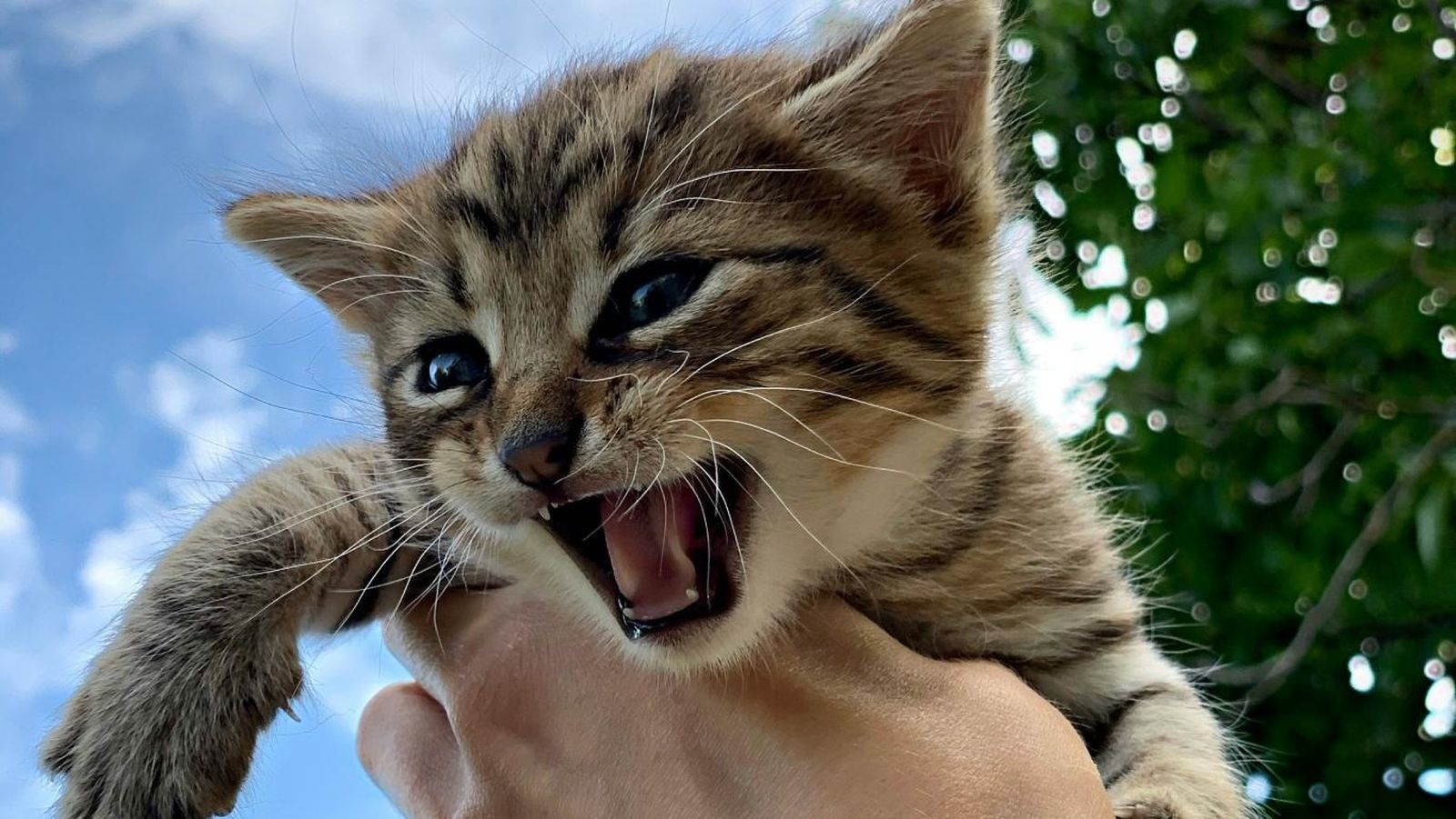 Los gatos suelen mordernos al salir de la ducha, incluso cuando son crías.