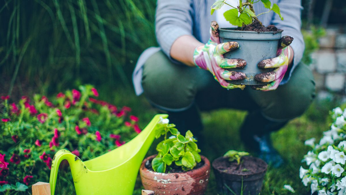 A veces proteger demasiado la planta la debilita