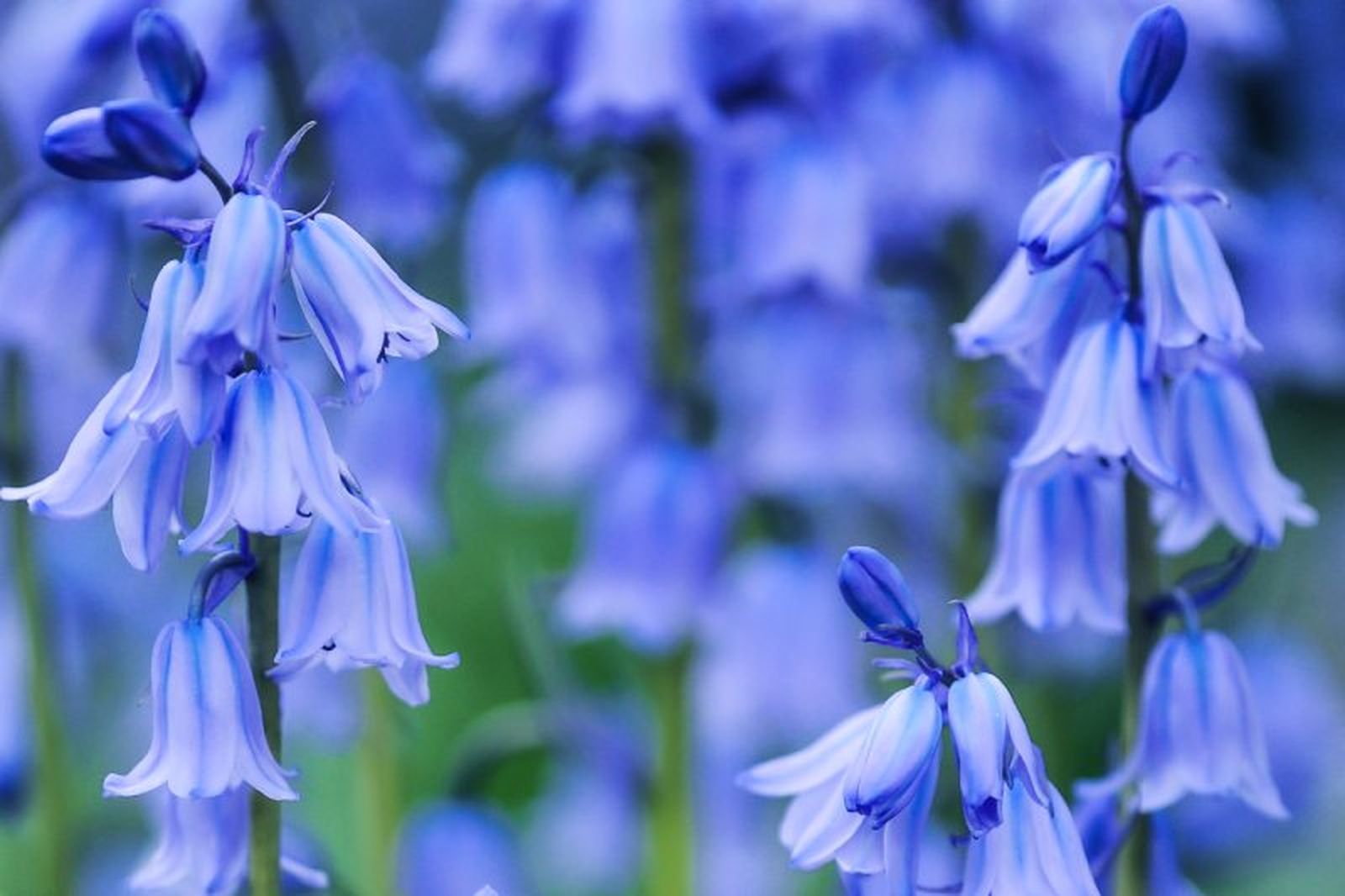 La campanilla es una flor clásica que viene en una variedad de colores