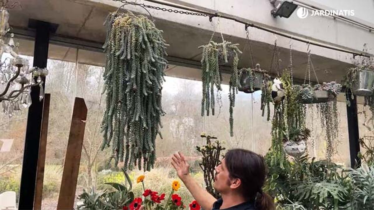 cuidados del sedum burrito jardinatis