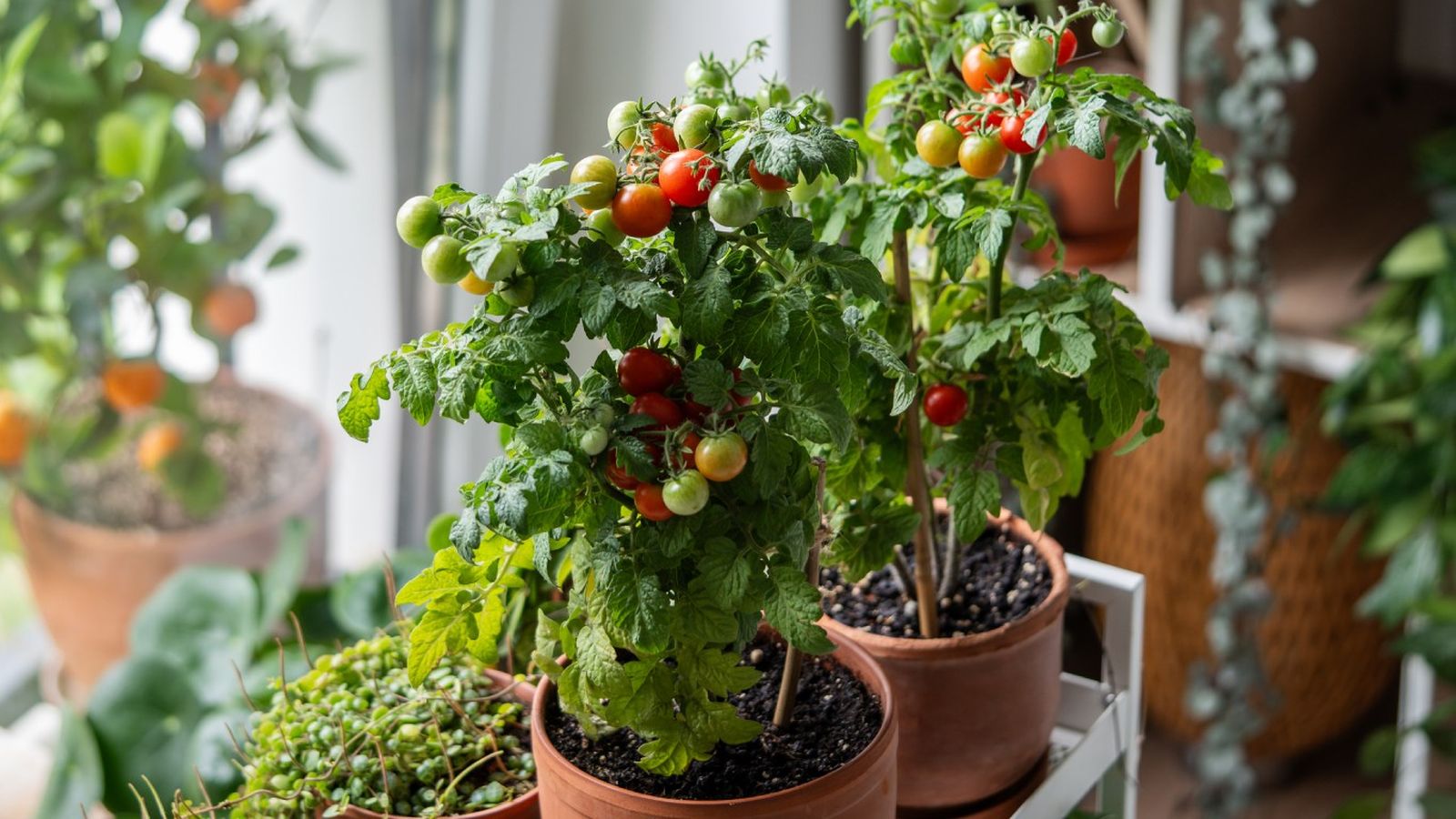 Tomates cherrys.