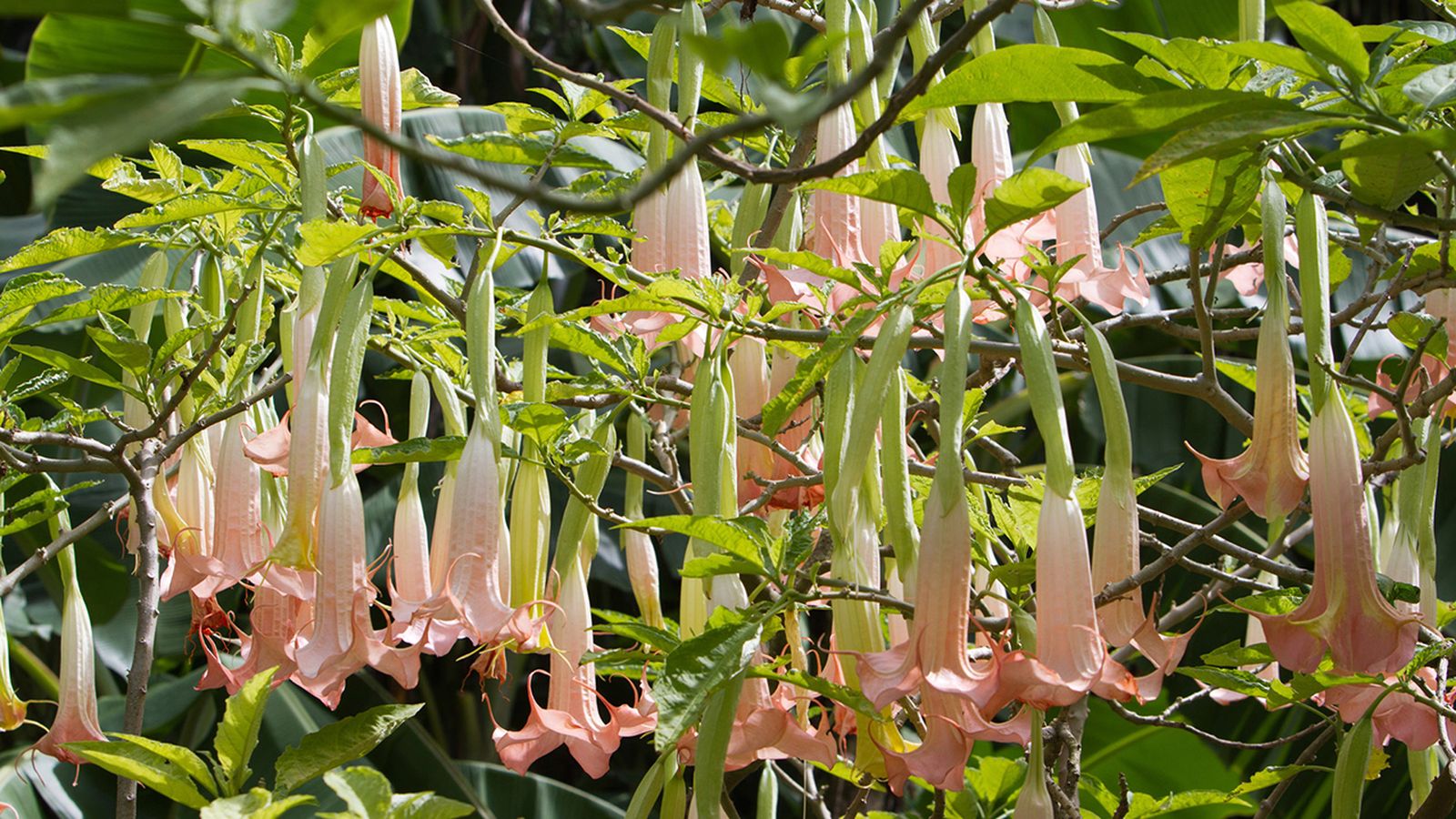 Trompeta de la muerte o brumansia arborens Trompeta de la muerte o brumansia arborens