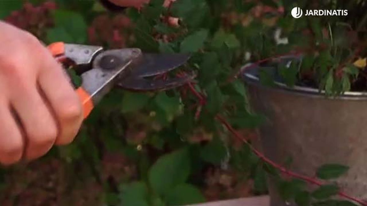 brico 724 cortar esquejes pendientes de la reina