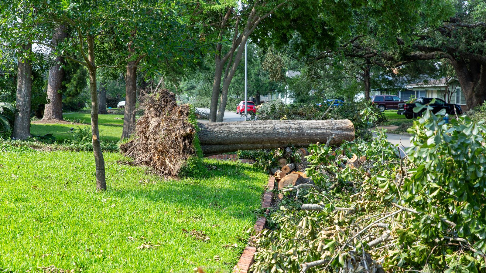 Si las raíces están húmedas córtalas y estira el árbol