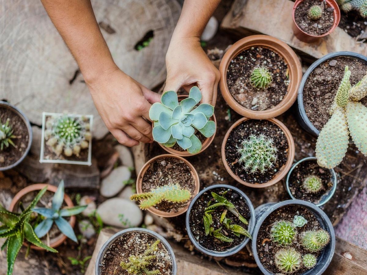 Mezcla de cactus y suculentas.