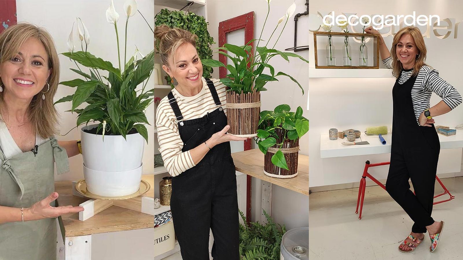 decogarden plantas interior 1 decogarden plantas interior 1