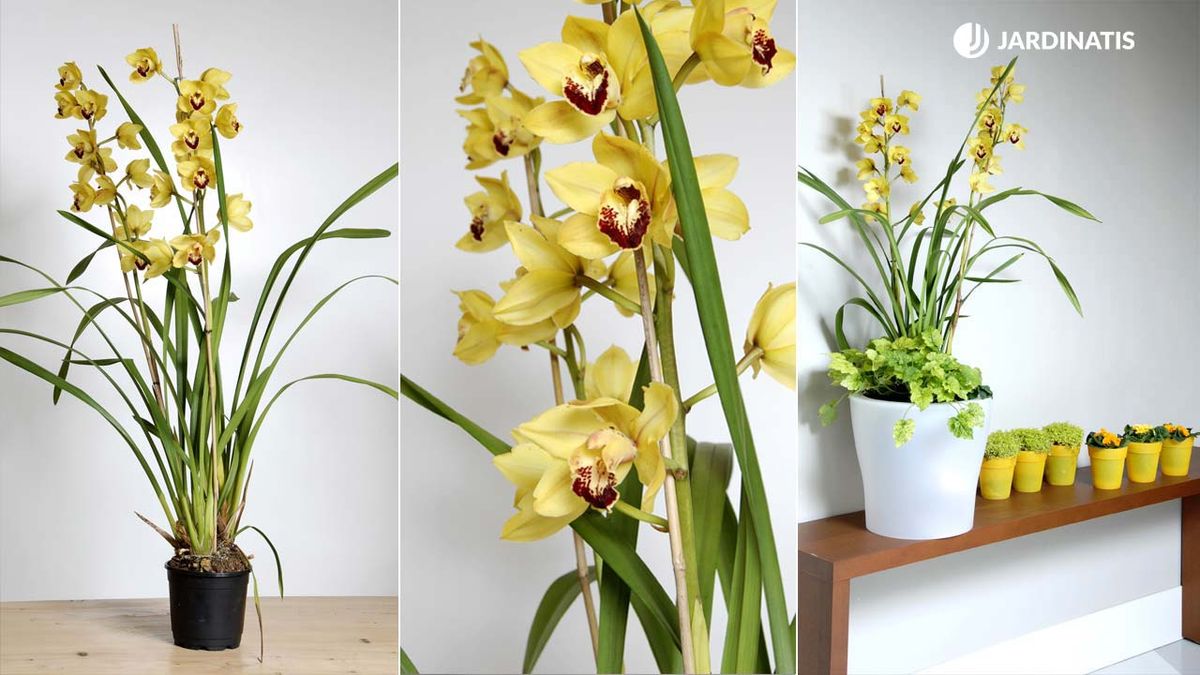 composicion floral orquidea cymbidium amarilla xl deco 225 jardinatis