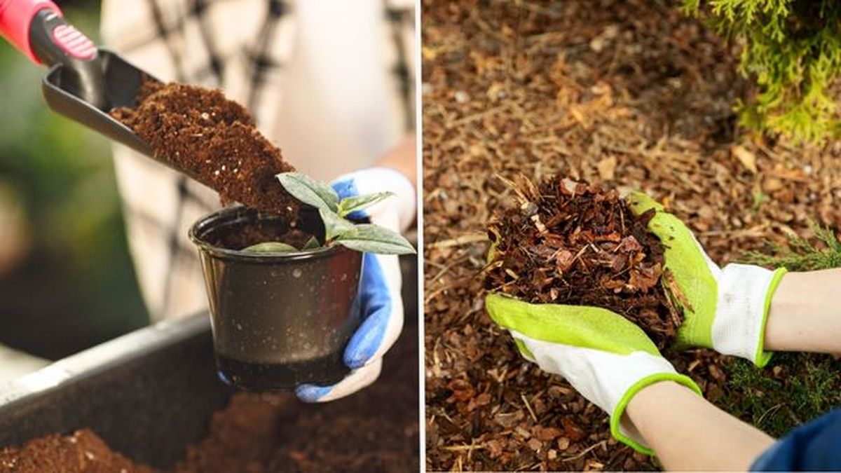 diferencia sustrato mantillo