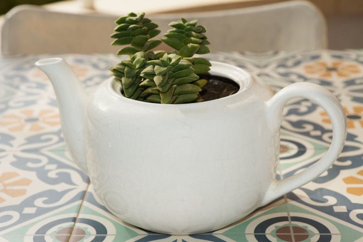 Crassula perforata en una maceta hecha con una tetera