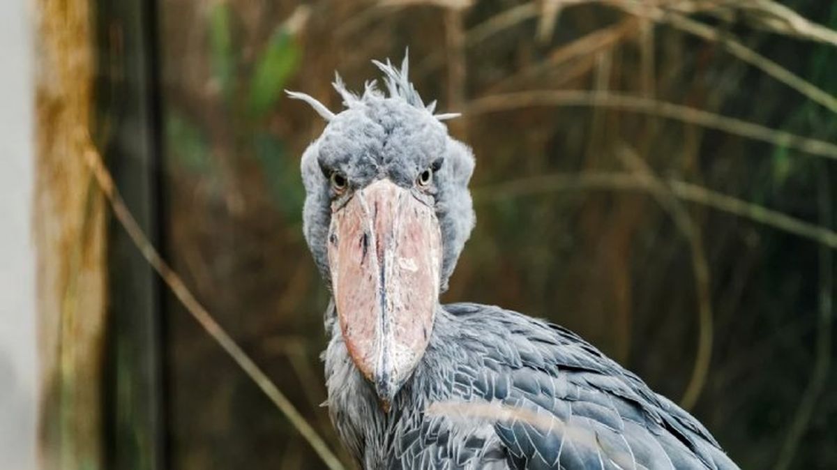 animales mas raros del mundo picozapato