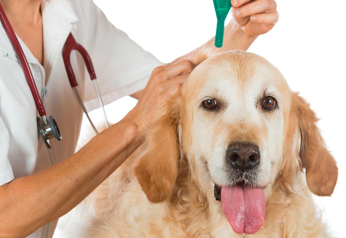 mascotas perros desparasitacion