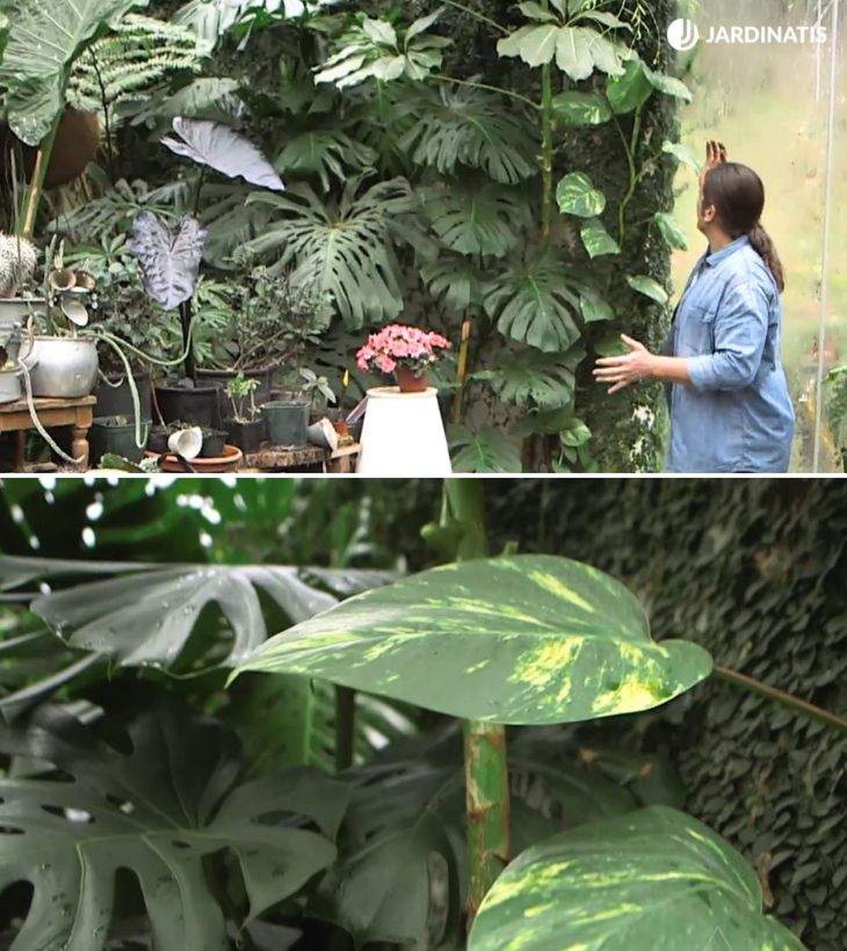 como potenciar crecimiento poto brico 980