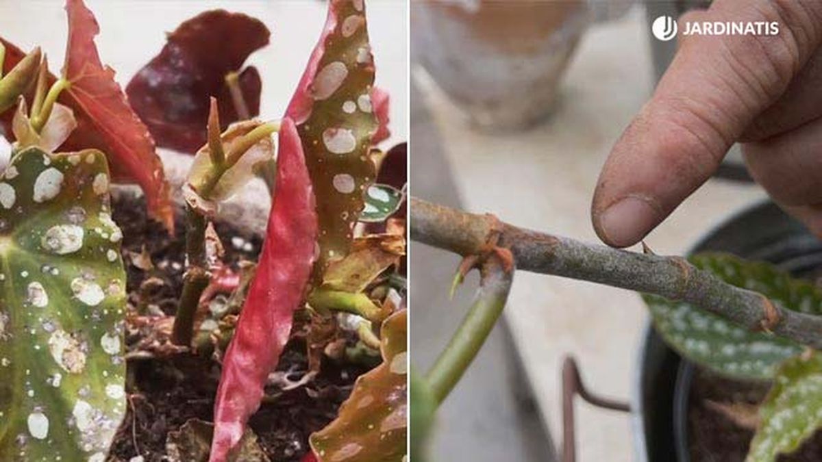 ataque de oidio a la coleccion debegonias de inigo segurola jardinatis