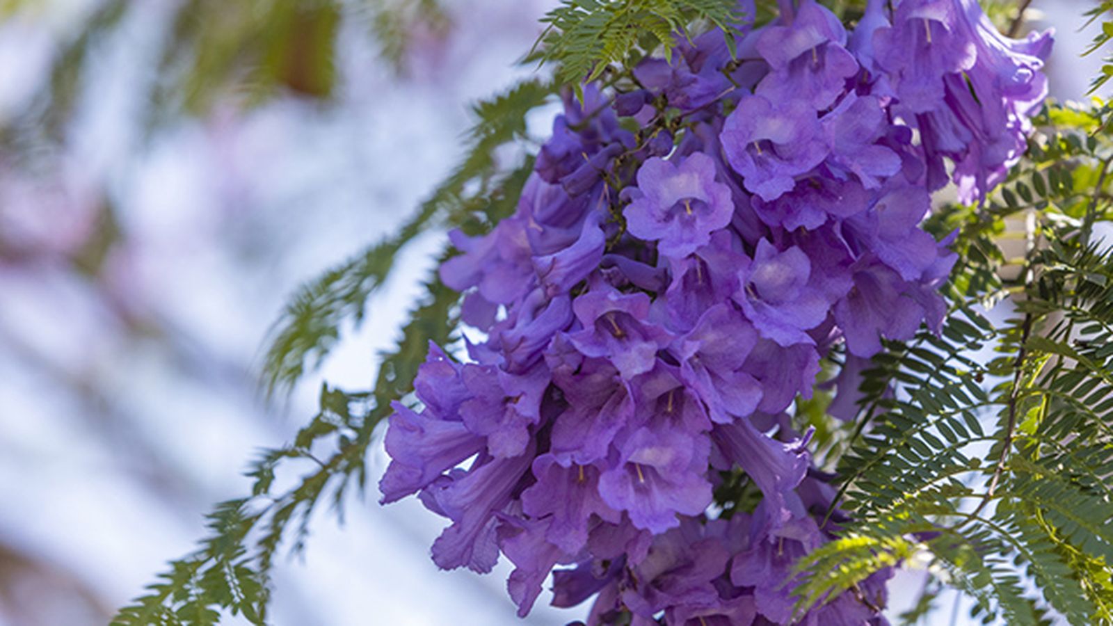 flores de jacaranda flores de jacaranda