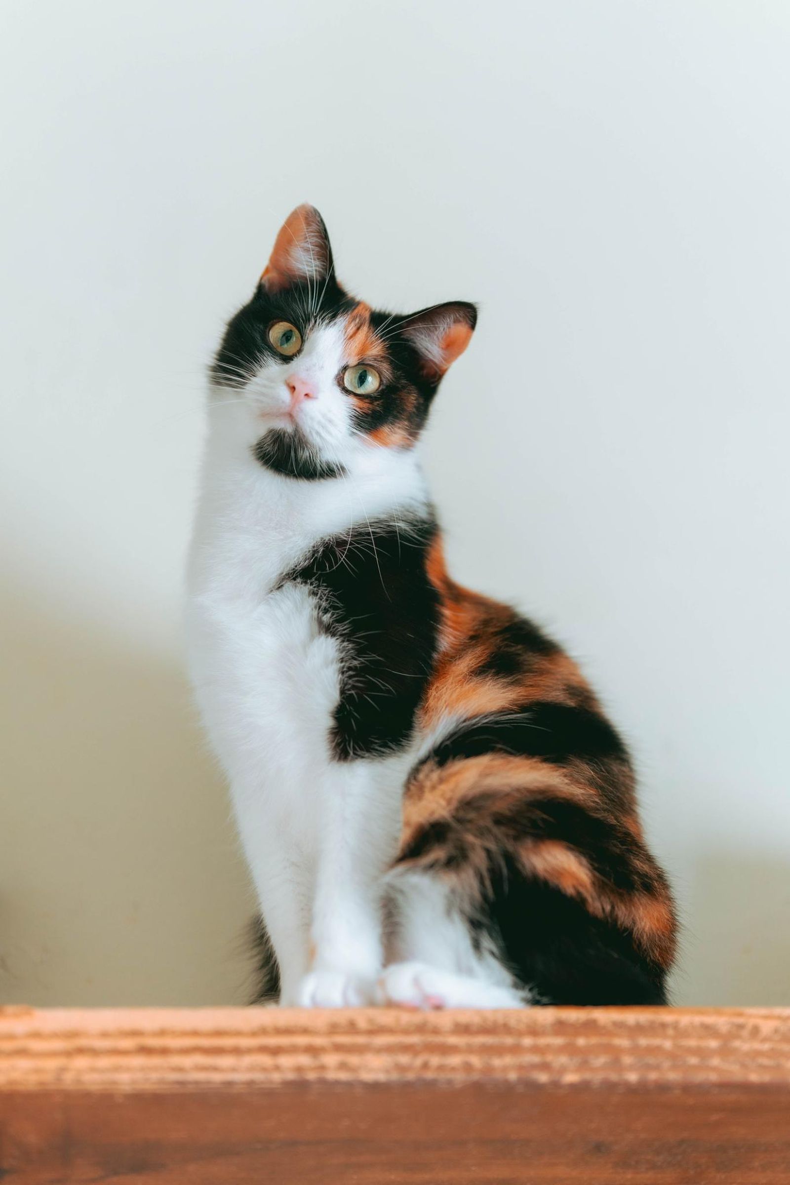 Gatita calicó.