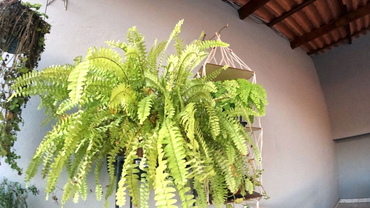 Los helechos requieren mucha humedad