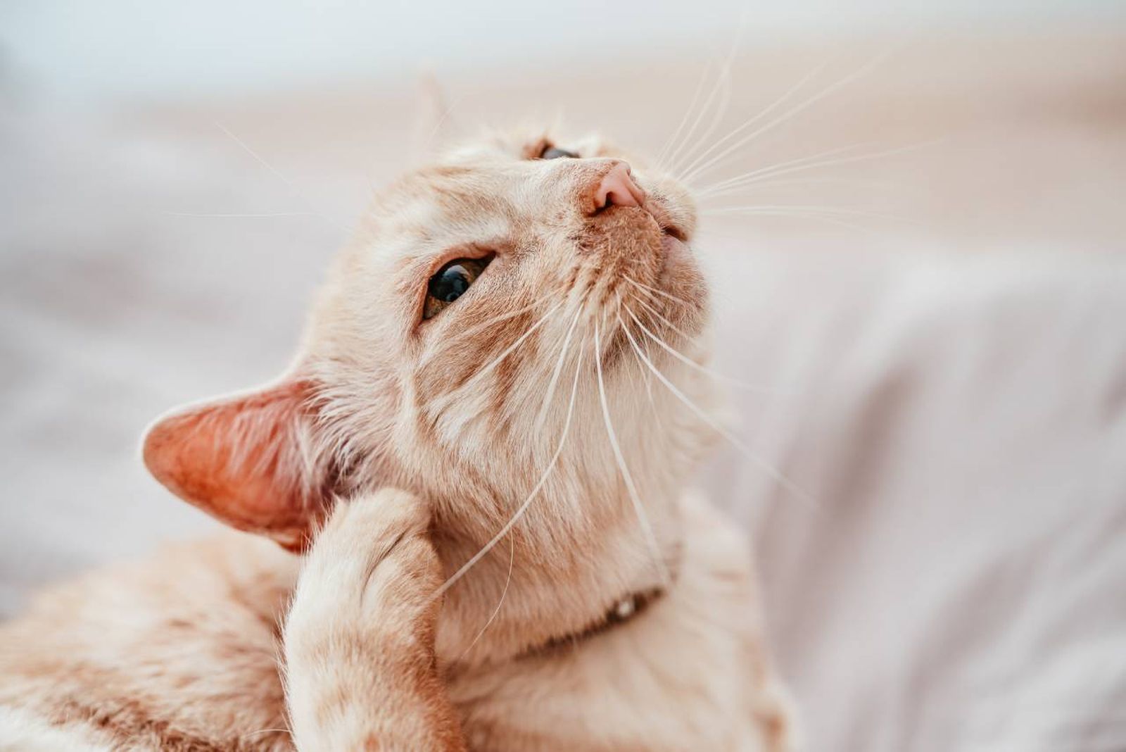 Las orejas de los gatos son muy flexibles y pueden realizar multitud de movimientos.