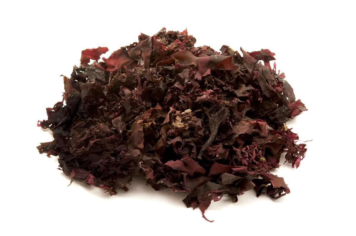 alga dulse atlantica xl