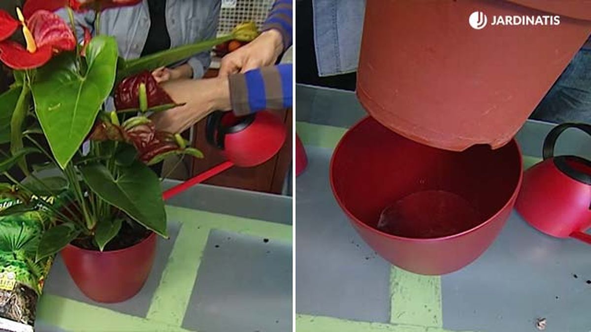 como regar de forma adecuada el anturio deco 293