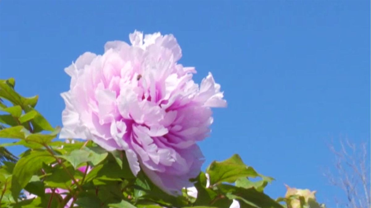 DEKO_JARDIN_529_Peonia Paeonia suffruticosa_flor