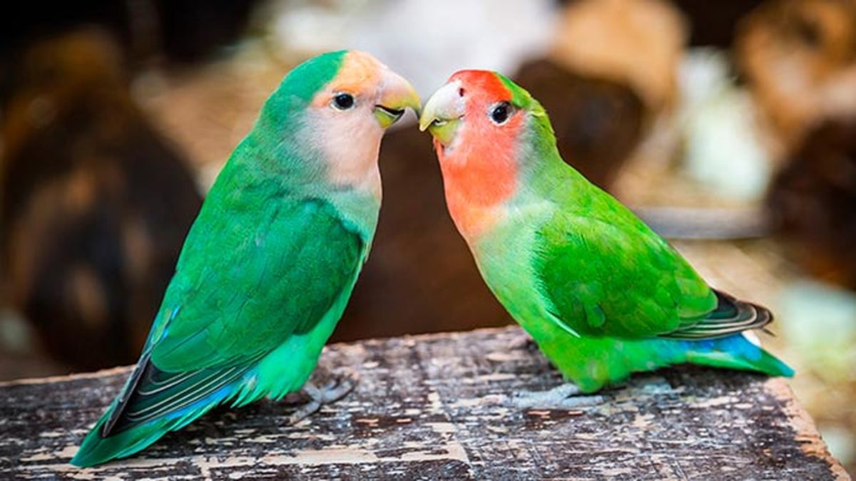 agapornis 9 pareja feliz