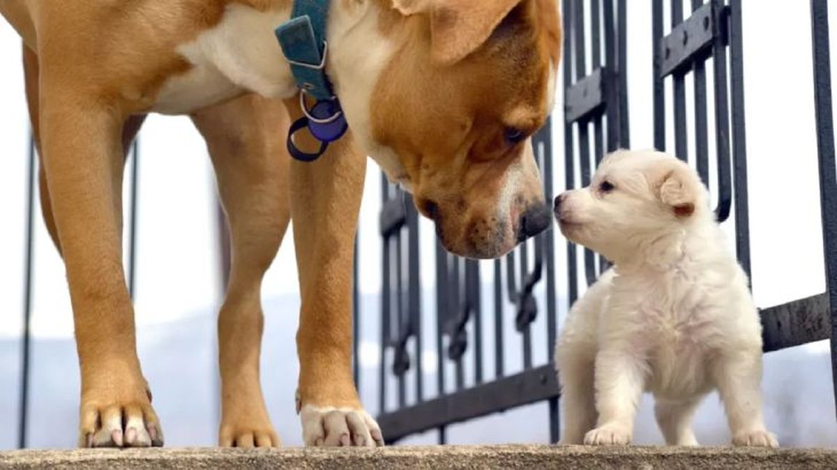 como cuidar a un cachorro de perro 2