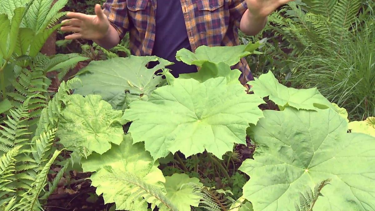 deco 696 jardineria plantas vivaces hoja grande astilboides cuidados