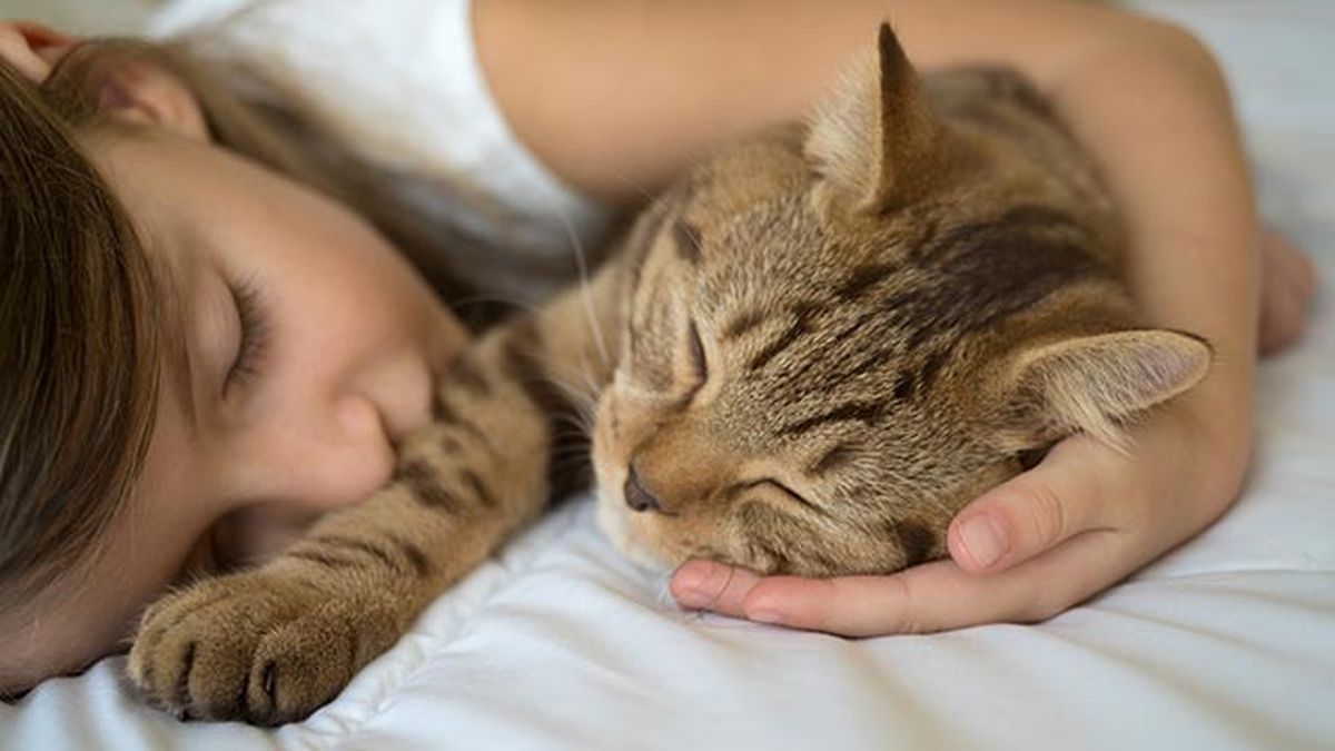 formas gato demuestra carino 4