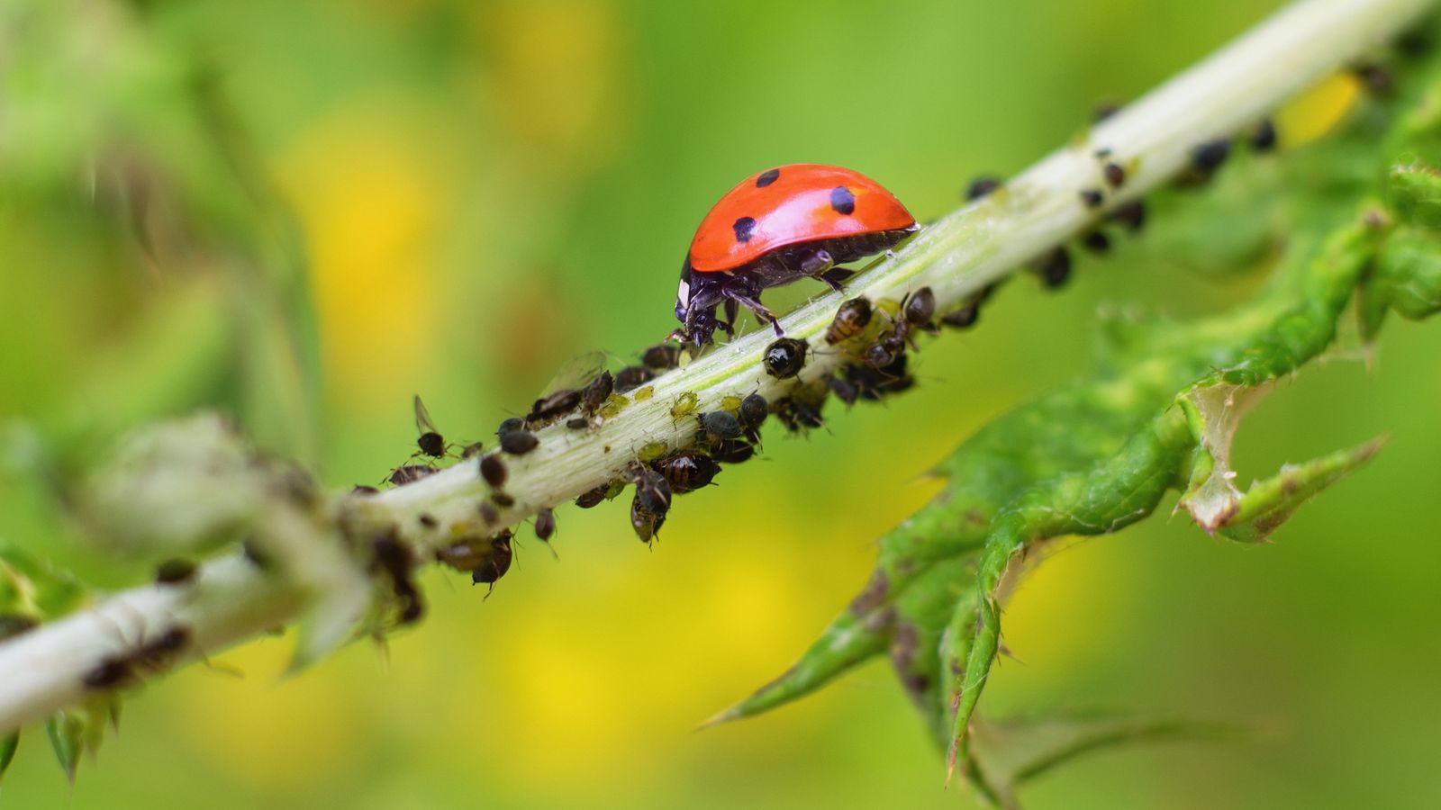 Un poco de desorden en nuestro jardin favorece la aparición de diferentes especies