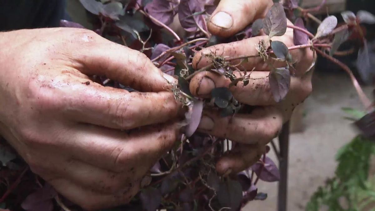 brico 1032 jardin planta Lysimachia nummularia Persian Chocolate raices aereas