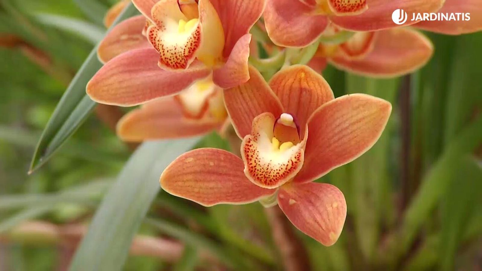 deco 681 orquideas invierno xl deco 681 orquideas invierno xl