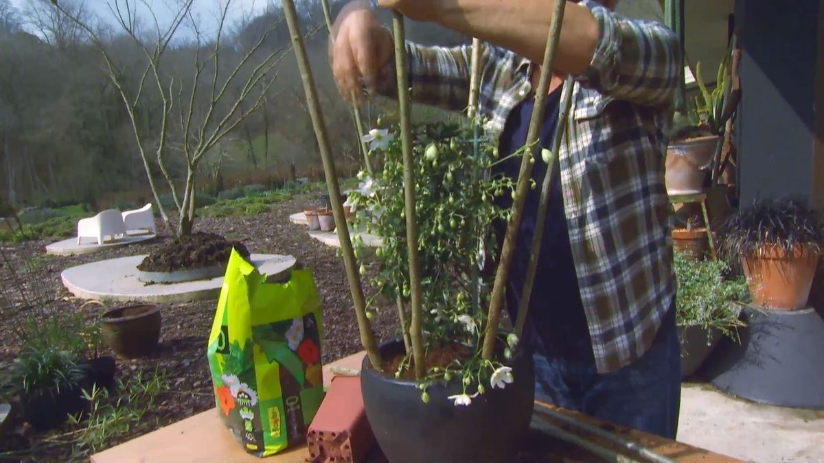 decogarden 653 variedad clematies paso 3