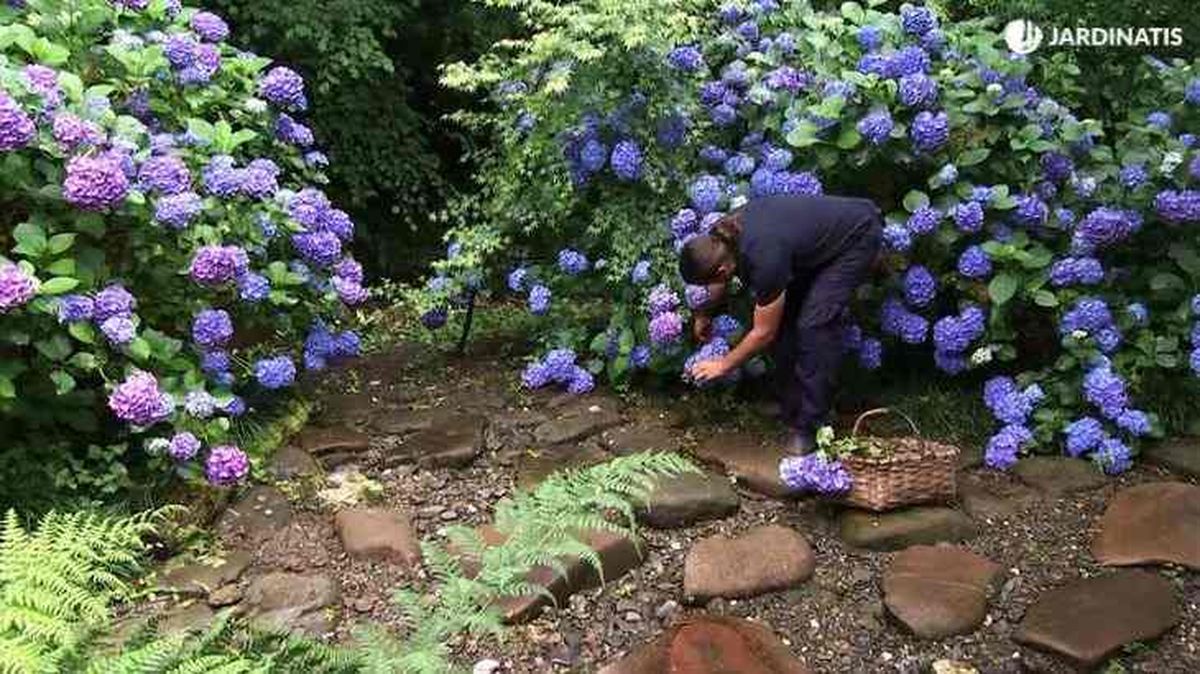 Jardín de hortensias de Lur Garden