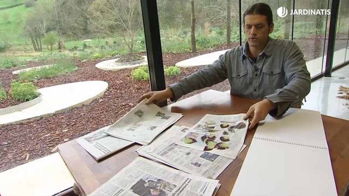 secar hojas de coleos papel periodico xl jardinatis deco 559