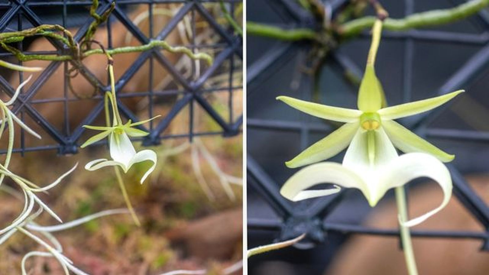 flor orquidea fantasma florida reino unido flor orquidea fantasma florida reino unido
