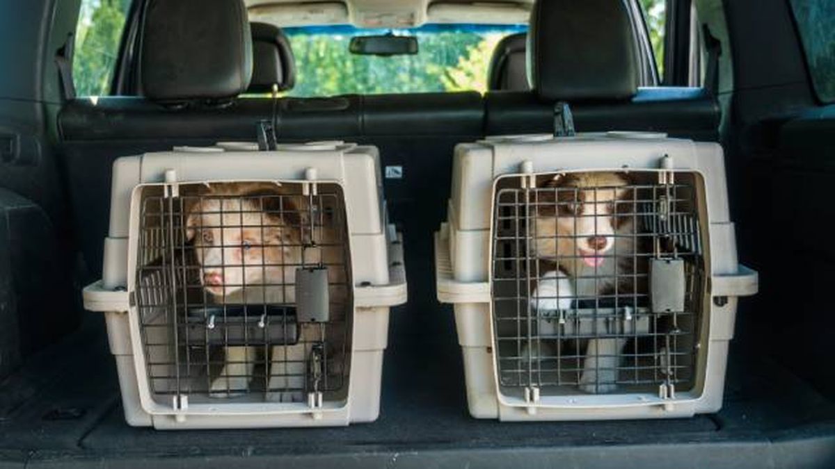 empresas especializadas en el transporte de animales de compania transportines