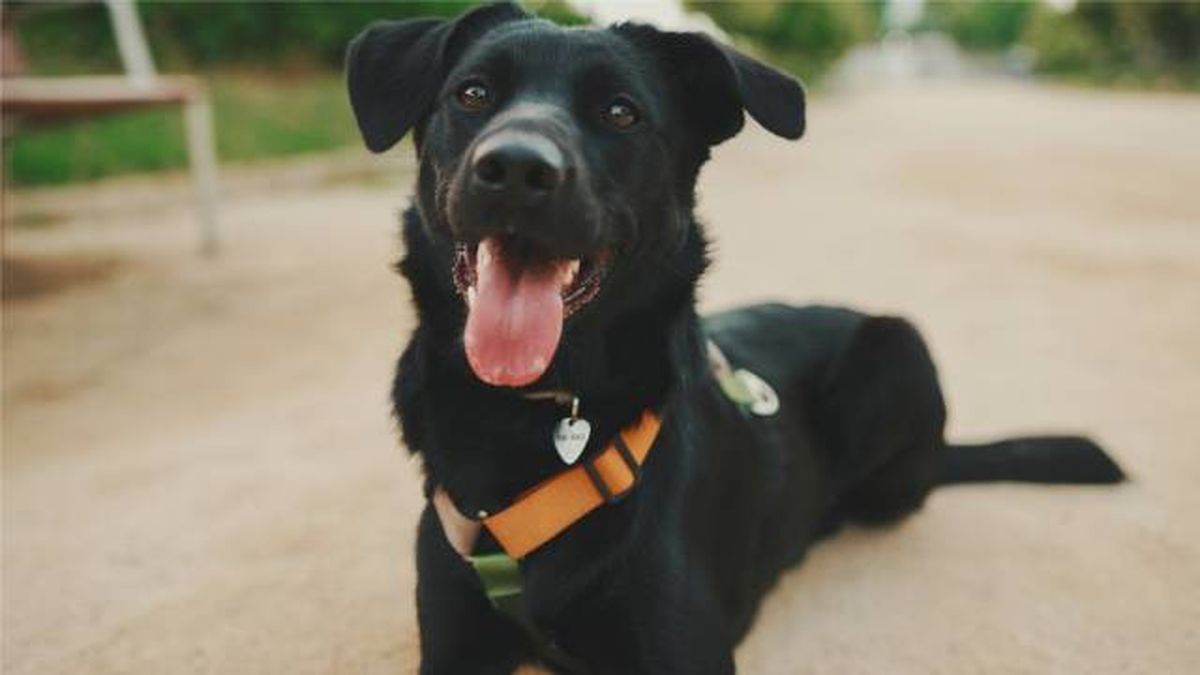 nombres para mascotas razas perros negros